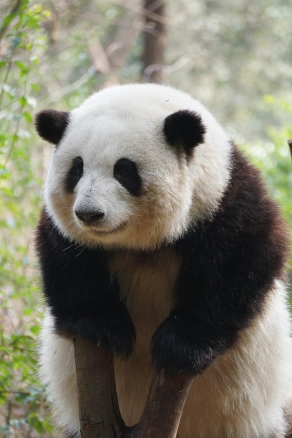 天津配资大本营 世界各国国家影响力排行