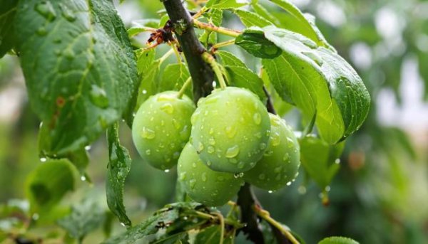 牛途网 这种果子酸得发牙，却是夏天“开胃解渴”的宝藏食物！你吃对了吗？