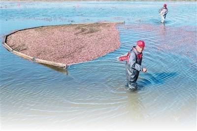 恩卓中盈 水中采收蔓越莓